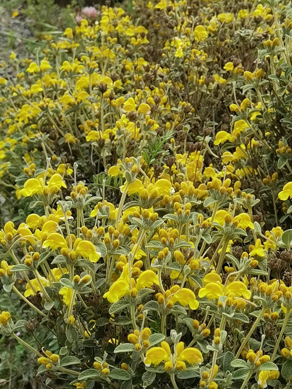 Phlomis lanata
